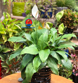 spathiphyllum kochii