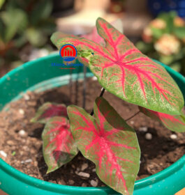 Caladium bicolor