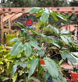 Australian umbrella tree