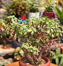 Jade plant